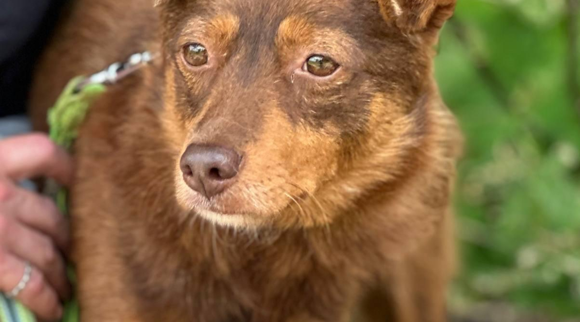 Chiens à adopter